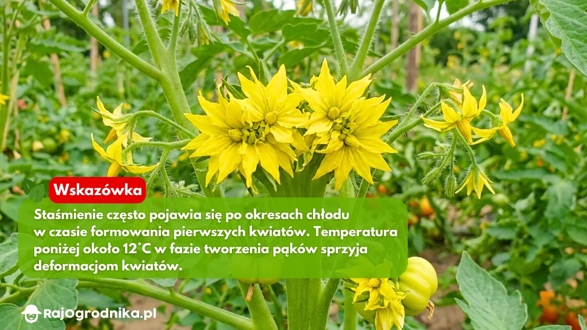 Staśmione-kwiaty-pomidora-na-roślinie-w-ogrodzie-blog-rajogrodnika